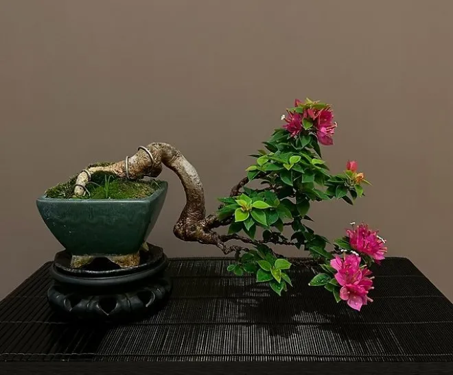 Người mệnh Thổ trồng hoa giấy sẽ gặp nhiều may mắn