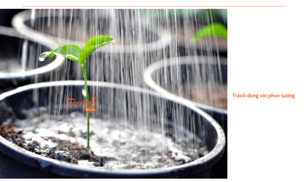 co-nen-tuoi-cay-vao-ban-dem