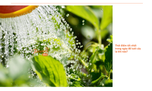 Có nên tưới cây vào ban đêm? Đâu là thời điểm tưới cây tốt nhất trong ngày