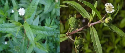 Hạt Giống Cây Nhọ Nồi - Ảnh 2