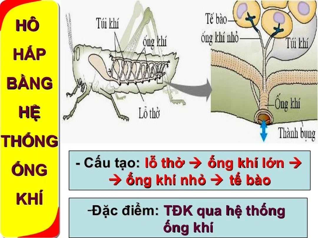 cơ thể côn trùng chia làm mấy phần - hình minh họa 2 cơ thể côn trùng chia làm mấy phần - hình minh họa 2