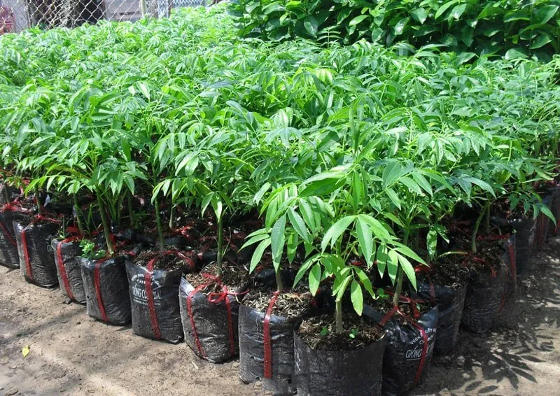 Cây giống cóc Thái