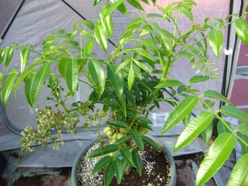 Cóc Thái trồng chậu cho quả xum xuê