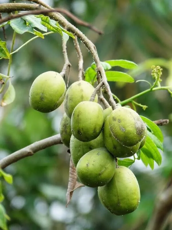 Vàng lá khô cành trên cây cóc