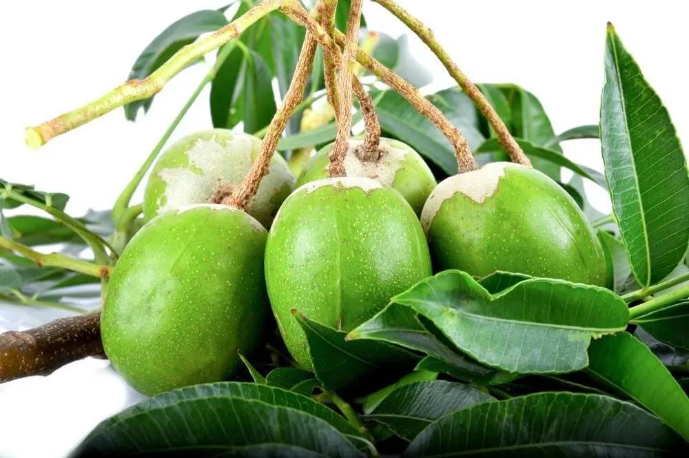 Thu hoạch quả cóc khi đã già