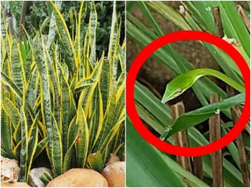 Các loại cây khắc tinh của loài rắn trồng tại ban công