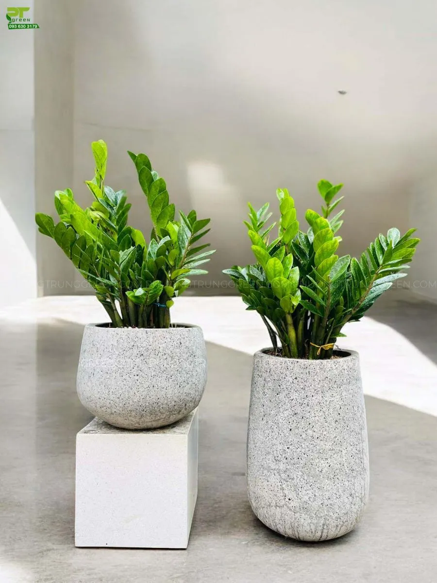 Cây kim tiền để sàn là sản phẩm cây xanh trong nhà được ưa chuộng nhất hiện nay bởi đặc tính dễ sống, dễ chăm mà đem lại tính thẩm mỹ tốt.