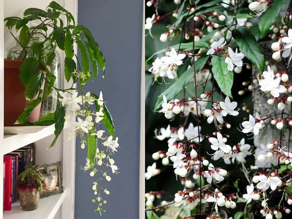 Chậu cây dạ minh châu được sử dụng để trang trí nội thất và mang lại may mắn