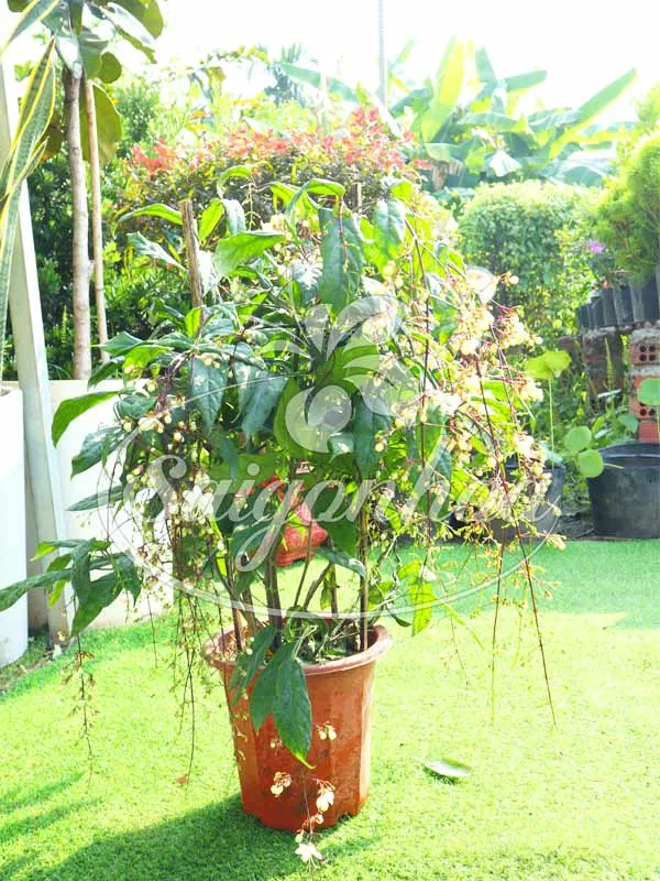 Ứng dụng cây dạ minh châu trong trang trí ngoại thất giúp tạo điểm nhấn xanh mát