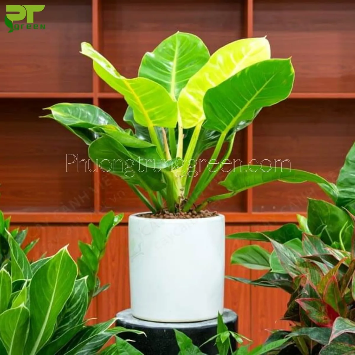 Trầu bà đế vương trưởng thành trong chậu