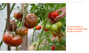 Công dụng của cà chua socola cho sức khỏe và cách trồng tại nhà