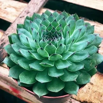 công dụng của sen đá phật bà