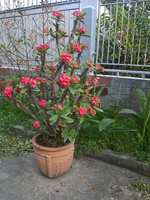 Công dụng của cây xương rồng bát tiên