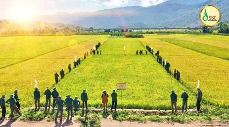 Công ty CP Giống Cây Trồng Miền Nam SSC: Nâng Tầm Nông Nghiệp Việt Bằng Giải Pháp Giống Chất Lượng