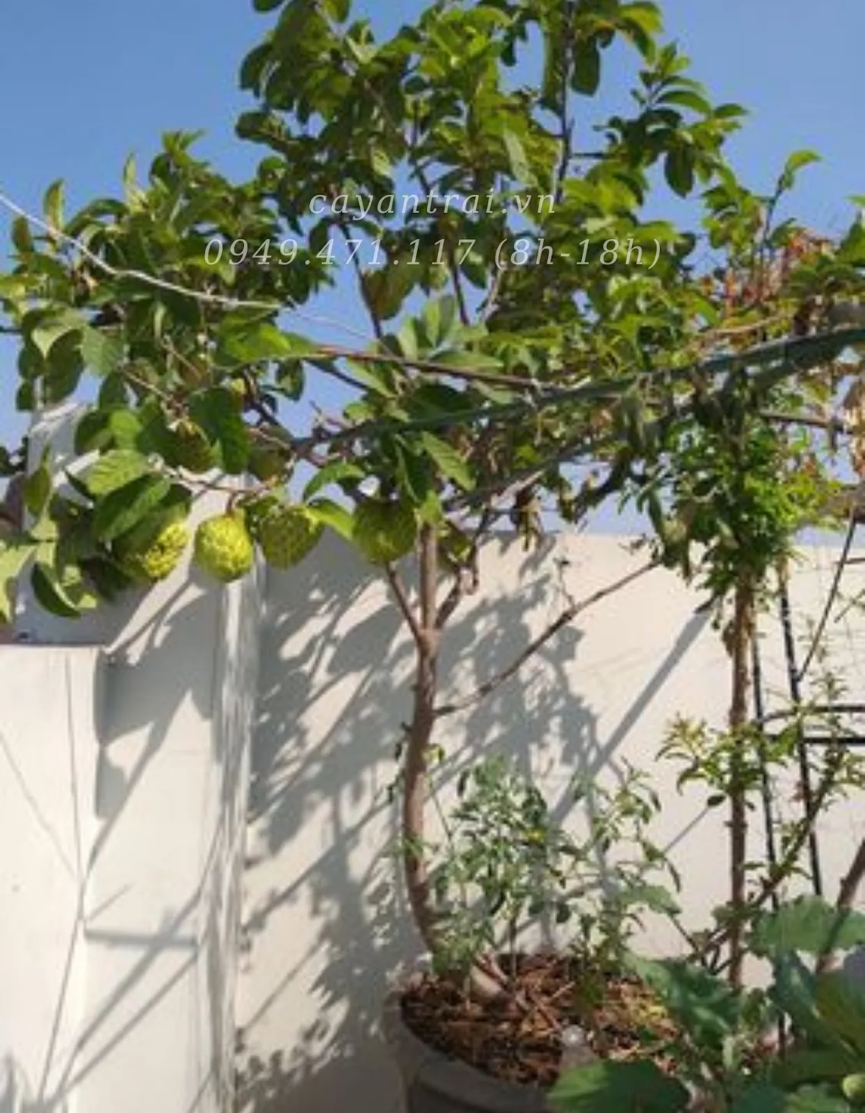 Giống mãng cầu Na Thái trồng 2 năm trong chậu tại vườn của khách hàng