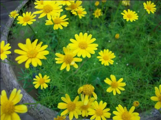 Hoa cúc sao băng mang vẻ đẹp mong manh, thuần khiết nhưng rất rực rỡ. Ảnh minh họa