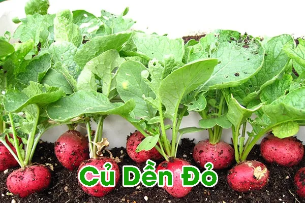 củ dền Đỏ - mùa thu trong gi