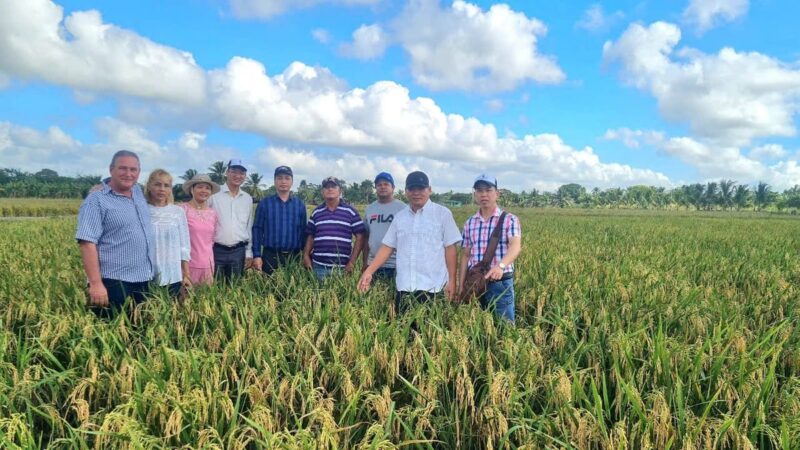 Ở Nước Ta Cây Lúa Được Trồng Chủ Yếu Ở Đâu Và Bí Quyết Năng Suất Cao