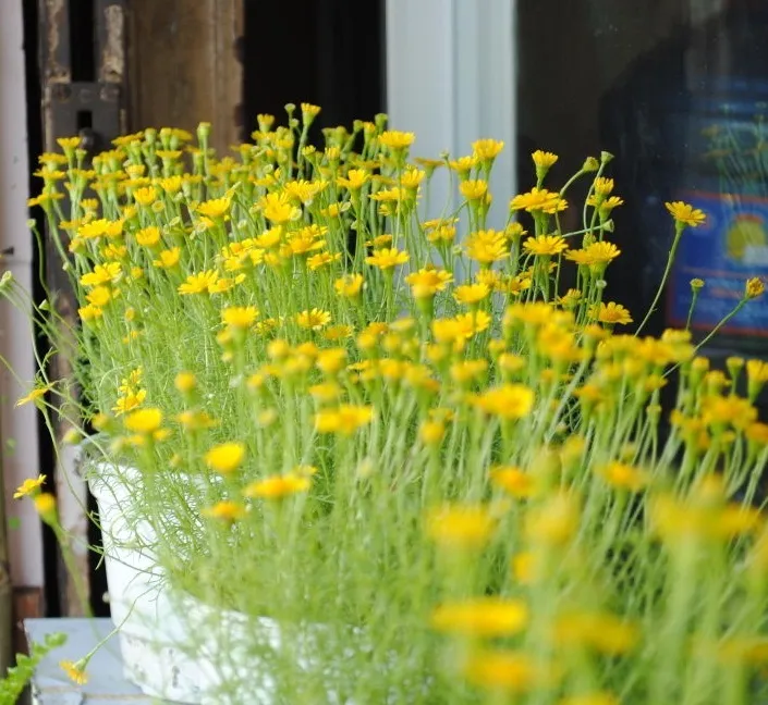 Kỹ thuật trồng hoa cúc sao băng cần chăm sóc tỉ mỉ. Ảnh minh họa