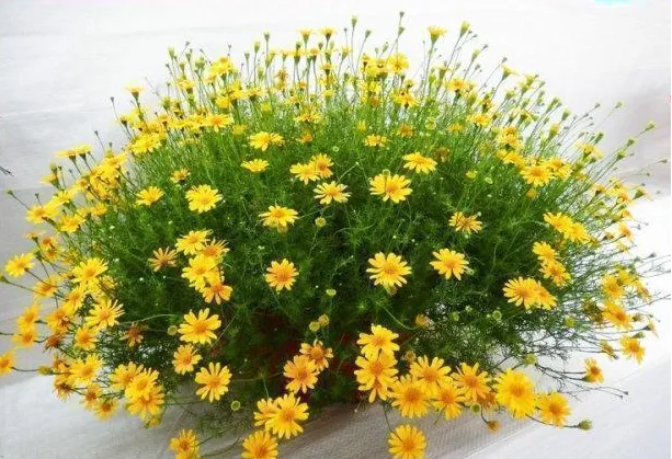 Kỹ thuật trồng và chăm sóc hoa cúc sao băng cần đặc biệt chú ý tới cách tưới vì cây rất mỏng và nhỏ dễ dập nát. Ảnh minh họa