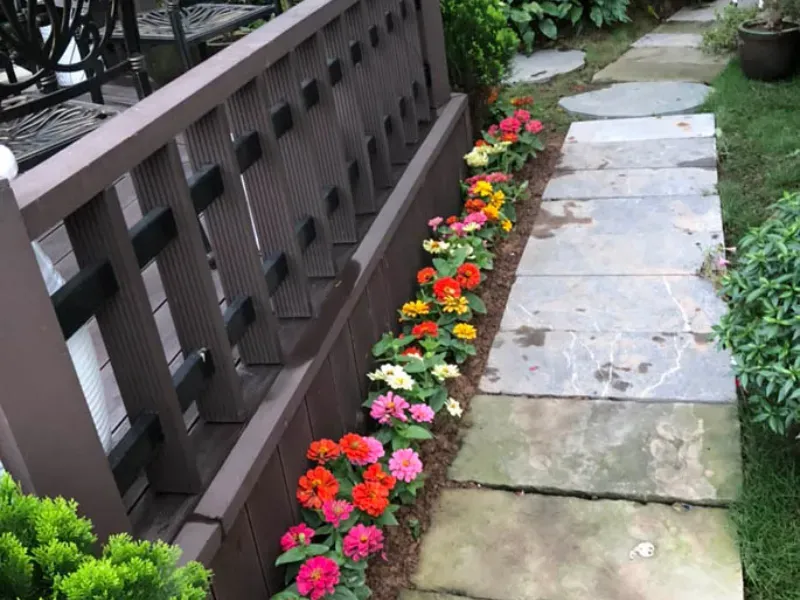 Cúc lá nhám – cây trồng bồn hoa trước nhà rực rỡ-