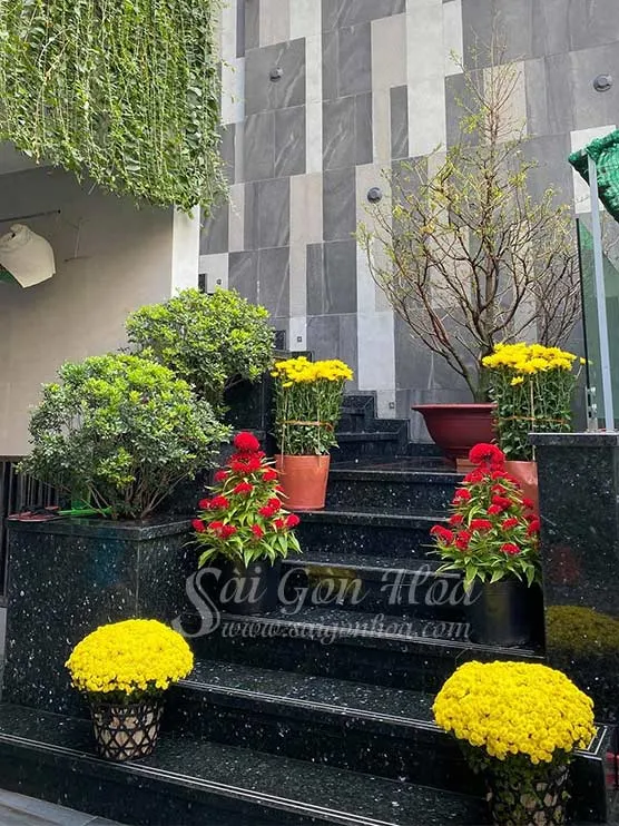 Đặt cúc mâm xôi nơi thoáng mát