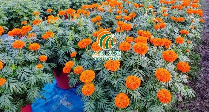 Hoa vạn thọ nở rộ trong chậu nhựa mầm