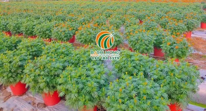 Trồng cúc vạn thọ trong chậu nhựa mầm cho năng suất cao