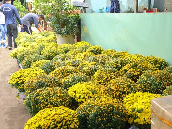 Chăm sóc cúc mâm xôi đúng cách