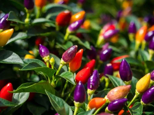 Cung cấp đủ ánh sáng mặt trời để ớt đậu quả