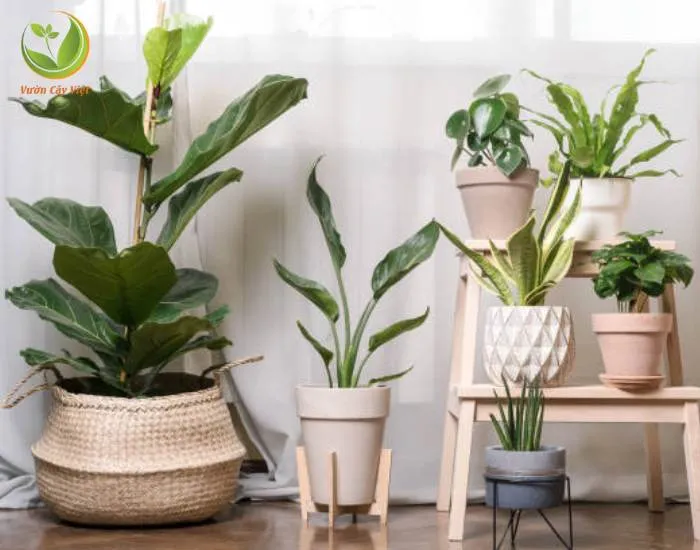 Cung cấp đủ nước và ánh sáng cho cây cảnh trong nhà
