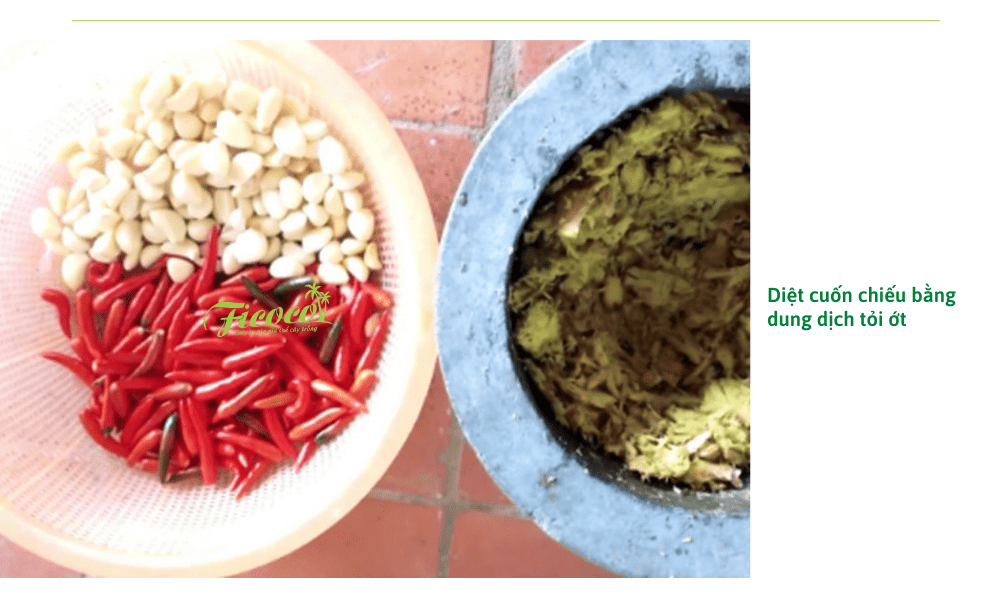 dung-dich-toi-ot-tri-cuon-chieu