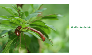Cuốn chiếu có hại cho cây không? Cách diệt tận gốc cuốn chiếu