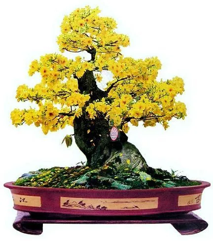 Chậu hoa mai vàng khoe sắc thắm đón chào năm mới thịnh vượng