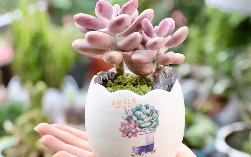 Cây Sen Đá Hồng với lá mọng nước màu hồng, biểu tượng cho sự kiên trì