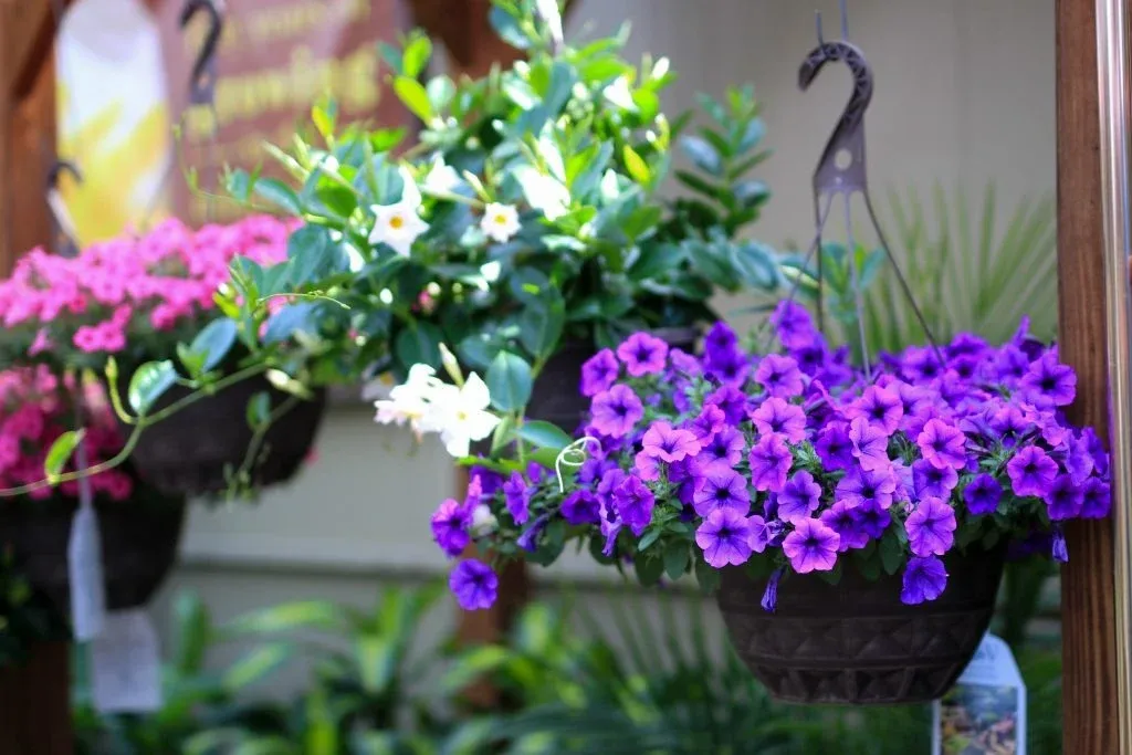 Cây dạ yến thảo nở hoa rực rỡ