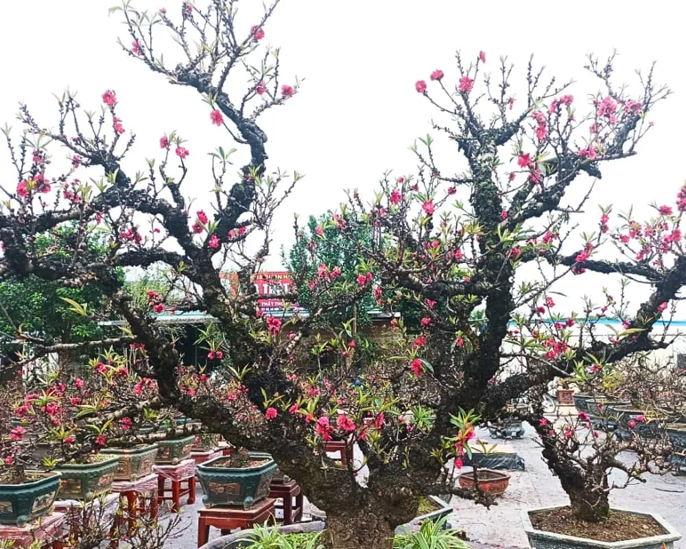 Đào thất thốn được biết đến là một loại đào quý với vẻ đẹp độc đáo