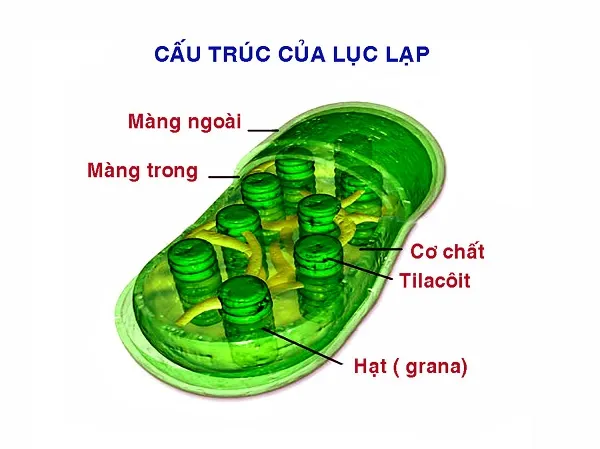 Lục lạp chứa diệp lục giúp thực hiện quang hợp ở thực vật