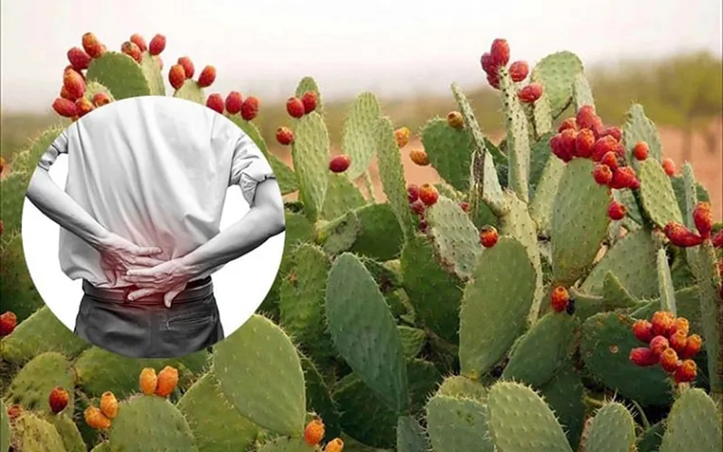 Xương rồng tai thỏ là vị thuốc quý