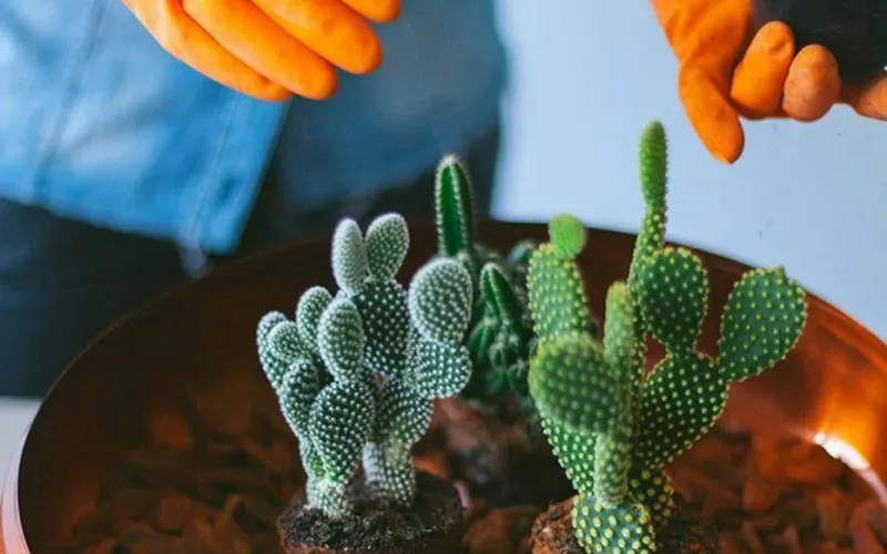 Một bước trong quá trình chiết cành xương rồng tai thỏ