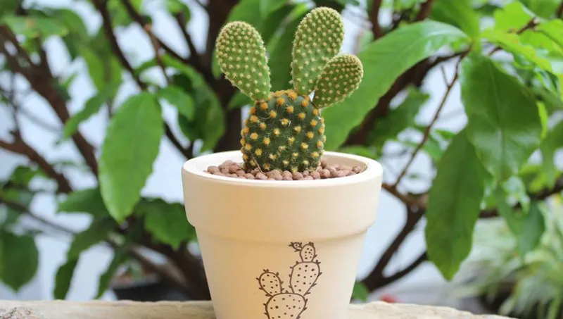 Xương rồng tai thỏ là đồ trang trí được sử dụng nhiều