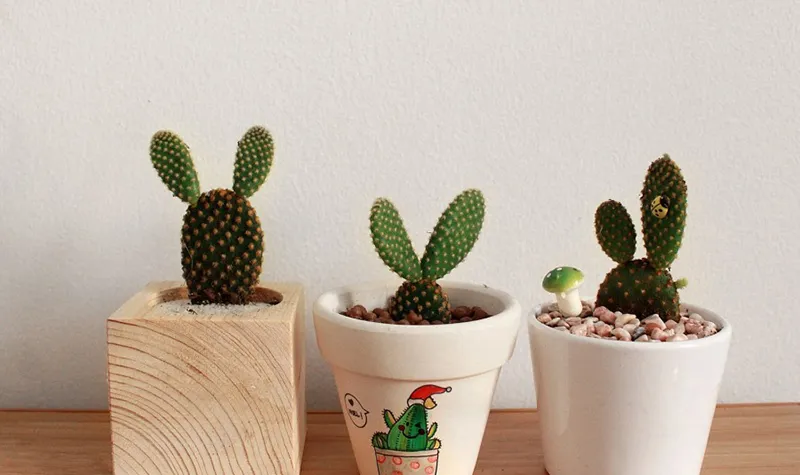 Xương rồng tai thỏ nhỏ dùng để trang trí