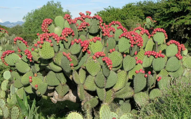 Xương rồng tai thỏ với kích thước lớn