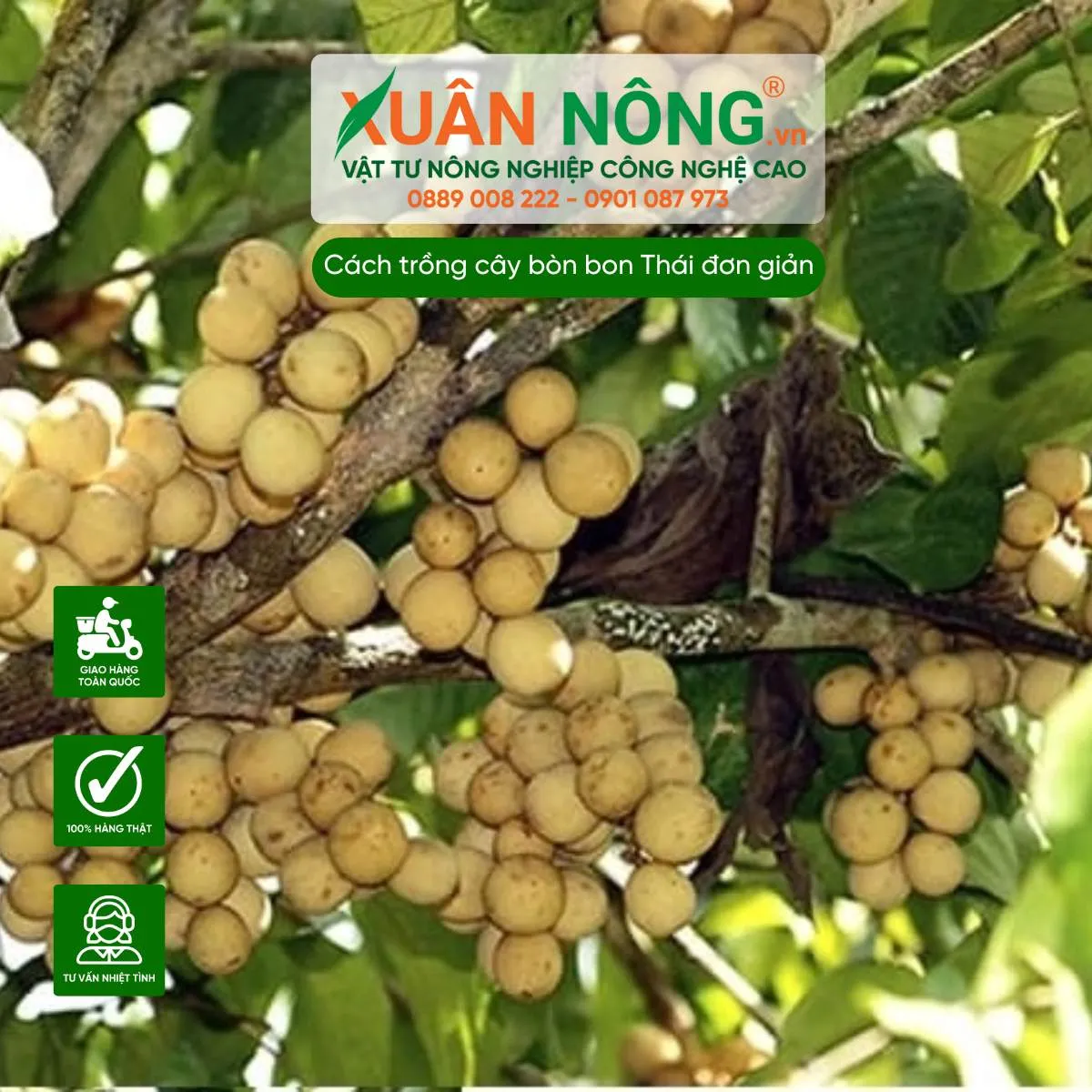 Cận cảnh chùm quả bòn bon Thái chín vàng đều trên thân cây