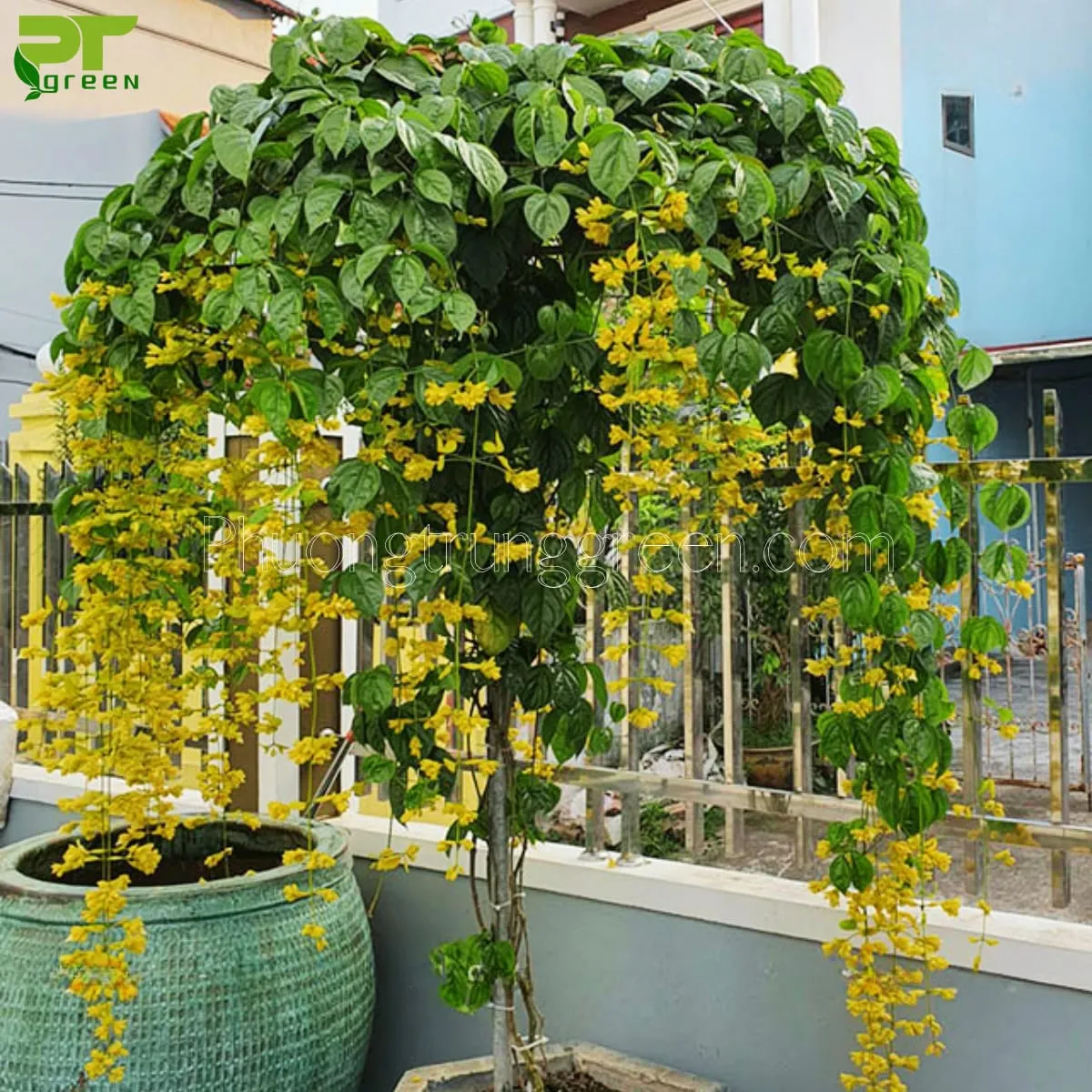 Hoa lan hoàng dương mọc rủ xuống