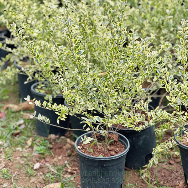 Cây Lưỡi Hổ Ra Hoa Có Tốt Không? Giải Mã Điềm Báo Phong Thủy & Cách Chăm Sóc