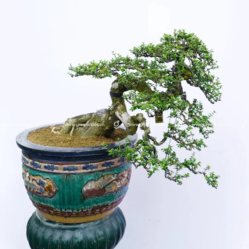 Đặc điểm của cây sam hương