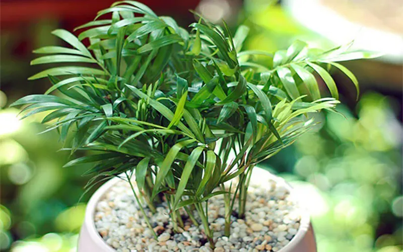 Cau tiểu trâm mang lại tài lộc cho người trồng.