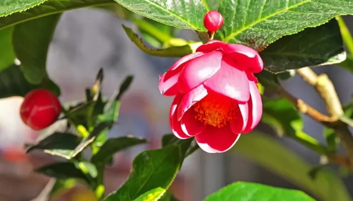 Đặc điểm và các loại hoa hải đường được trồng nhiều nhất