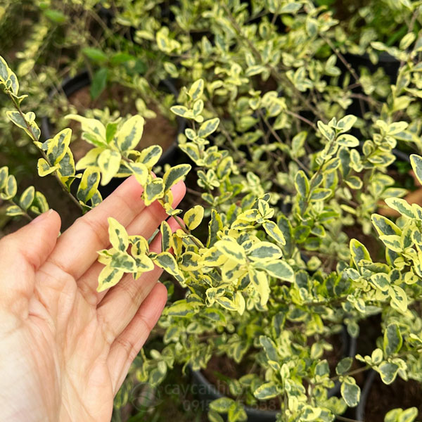 Cây Lưỡi Hổ Ra Hoa Có Tốt Không? Giải Mã Điềm Báo Phong Thủy & Cách Chăm Sóc